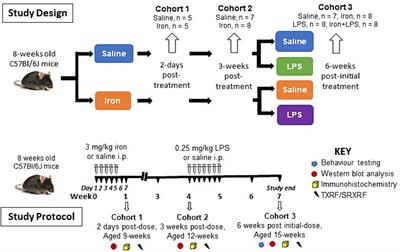 Inflammation subsequent to mild iron excess differentially alters regional brain iron metabolism, oxidation and neuroinflammation status in mice